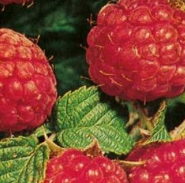 Rubus Idaeus – Framboisier
