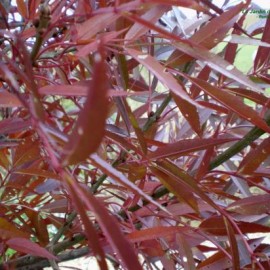 Fraxinus angustifolia raywood – Frêne à feuilles étroites