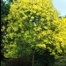 Fraxinus excelsior – Frêne commun