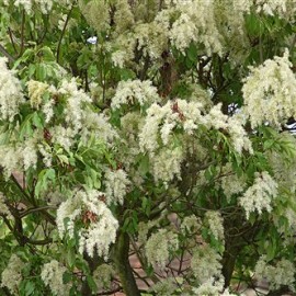 Fraxinus ornus – Frêne à Fleurs