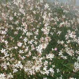 Gaura lindheimeri – Gaura blanche