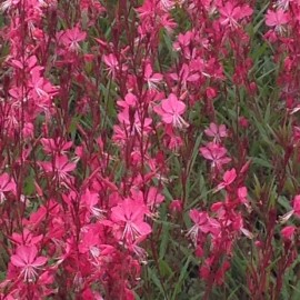 Gaura Red Color – Gaura Rouge