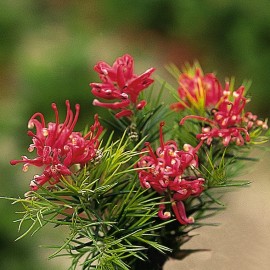 Grevillea Juniperina