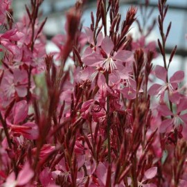 Gaura lindheimeri Siskiyou Pink – Gaura Rose