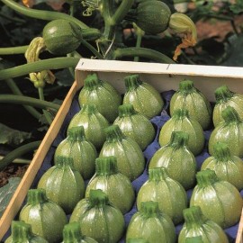 Courgette Ronde nice