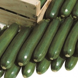 Courgette Tempra