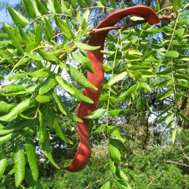 Gleditsia Triacanthos  – Févier d’Amérique