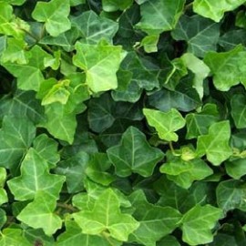 Hedera Helix Hibernica – Lierre vert