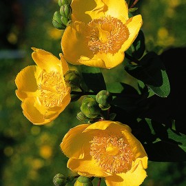 Hypericum Calycinum – Millepertuis rampant