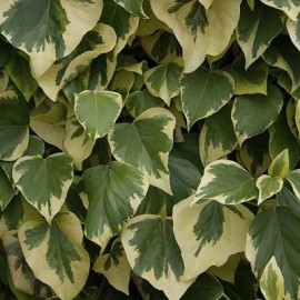 Hedera Canariensis Gloire de Marengo – Lierre panache