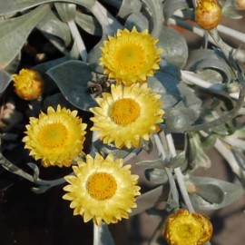 Helichrysum Argyrophyllum – Immortelle