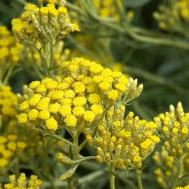 Helichrysum Italicum Angustifolium – Immortelle