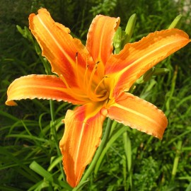 Hemerocallis