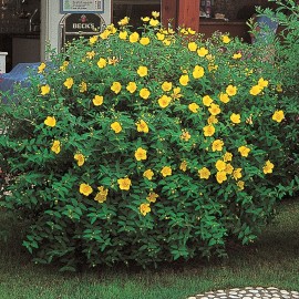 Hypericum Hidcote  – Millepertuis