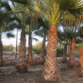 Washingtonia Robusta