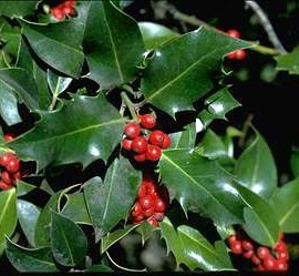 Ilex Aquifolium – Houx panaché