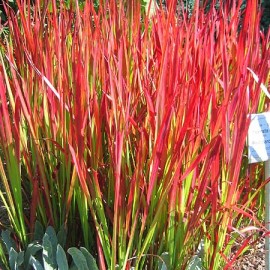 Imperata Red Baron – Herbe sanglante