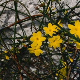 Jasminum Nudiflorum – Jasmin d’hiver