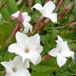 Jasminum Officinalis – Jasmin Commun