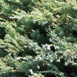 Juniperus Horiz Blue Chip