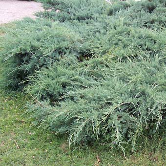 Juniperus Pfitzeriana Glauca