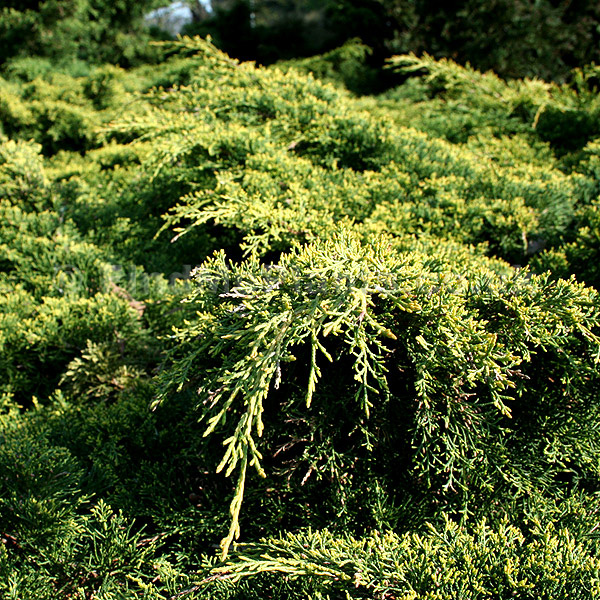 Juniperus Pfitzeriana Aurea