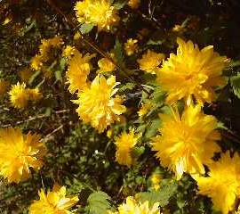 Kerria Japonica Pleniflora – Corette du Japon