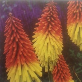 Kniphofia Uvaria – Tritoma