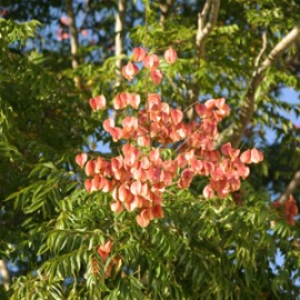 Koelreuteria Paniculata – Savonnier