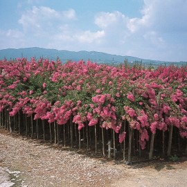 Lagerstroemia – Lilas des Indes