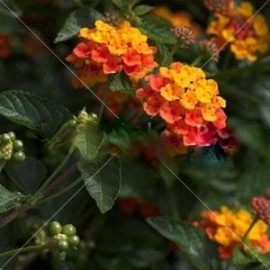 Lantana Hybrida Orange Carpet – Lantana orange