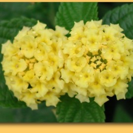 Lantana Hybrida Jaune citron – Lantana jaune