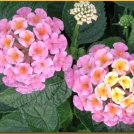 Lantana Hybrida Rose Soutenu – Lantana rose