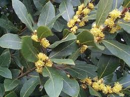 Laurus Nobilis – Laurier Sauce