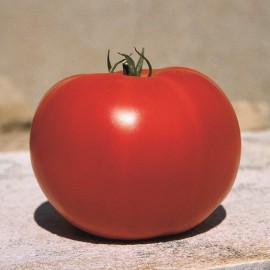 Tomate Loriane