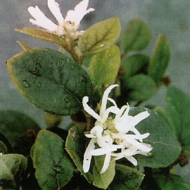 Loropetalum Chinense Rubrum