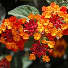 Lantana Hybrida brasier – Lantana rose et jaune