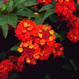 Lantana Hybrida Rouge corse – Lantana rouge