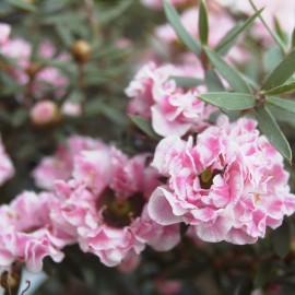 Leptospermum Scop Wiri Adriane – Myrthe à fleurs