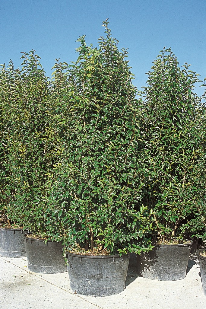 Graines De Troène Du Japon (Ligustrum Japonicum) – 50 Graines Reproductibles Pour Haies Persistantes Ou Bonsaï - 3