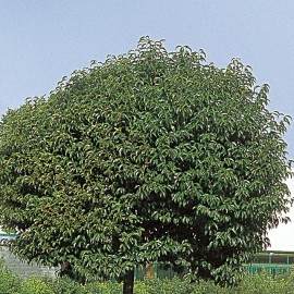 Ligustrum Japonicum – Troène du Japon