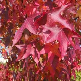 Liquidambar – Copalme d’Amérique