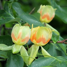 Liriodendron Tulipifera – Tulipier de Virginie