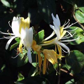 Lonicera Japonica Halliana – Chèvrefeuille blanc