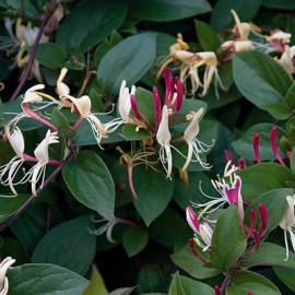 Lonicera japonica Chinensis – Chèvrefeuille rose