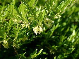 Lonicera Pileata Mosgreen