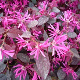 Loropetalum Fire Dance