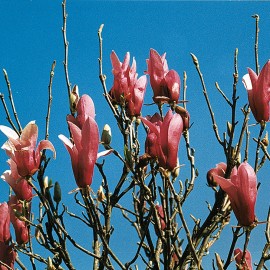 Magnolia Obovata Purpurea – Magnolia à fleur