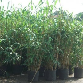 phyllostachys Metake – Bambou