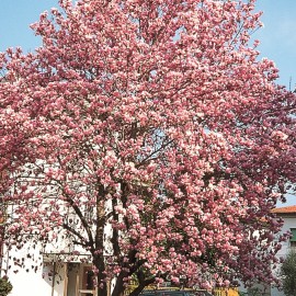 Magnolia x Soulangeana – Magnolia de Soulange